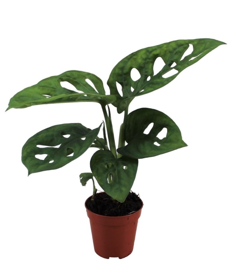 MONSTERA OBLIQUA  mini M5.5