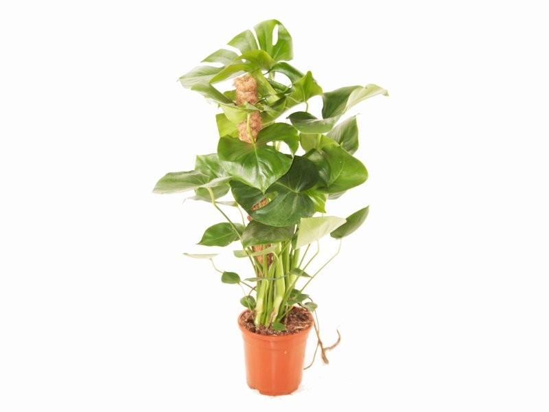 MONSTERA DELICIOSA  M19- 90cm. tutor