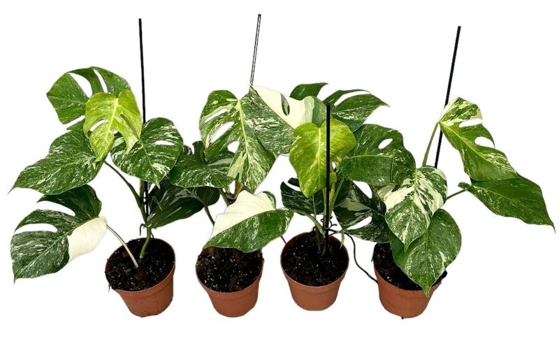 MONSTERA M17- 60cm. VARIEGATA