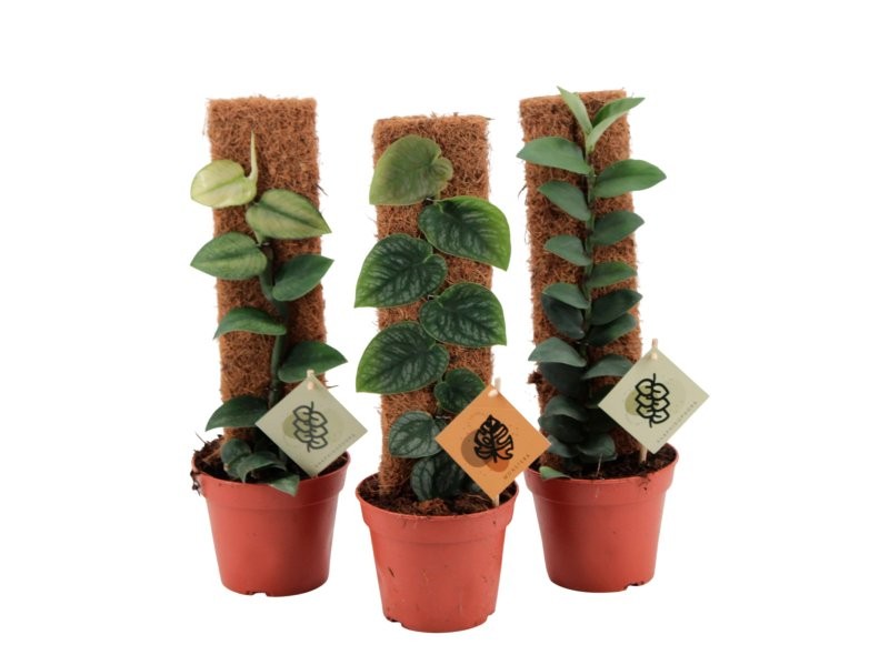 MONSTERA M14 H50 MIX ESPECIAL