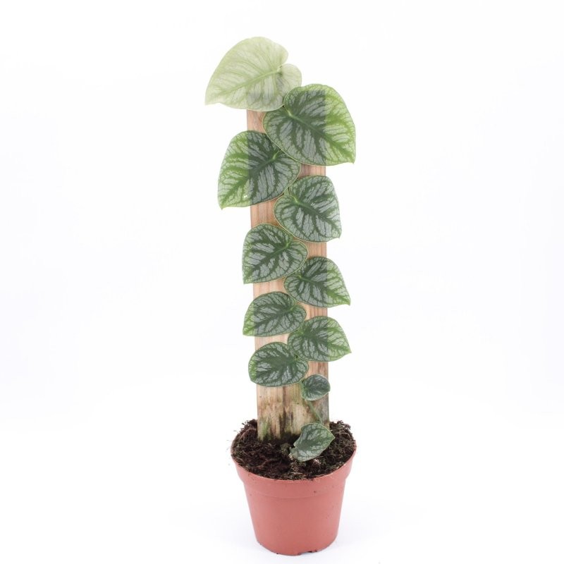 MONSTERA DUBIA M14 H50 