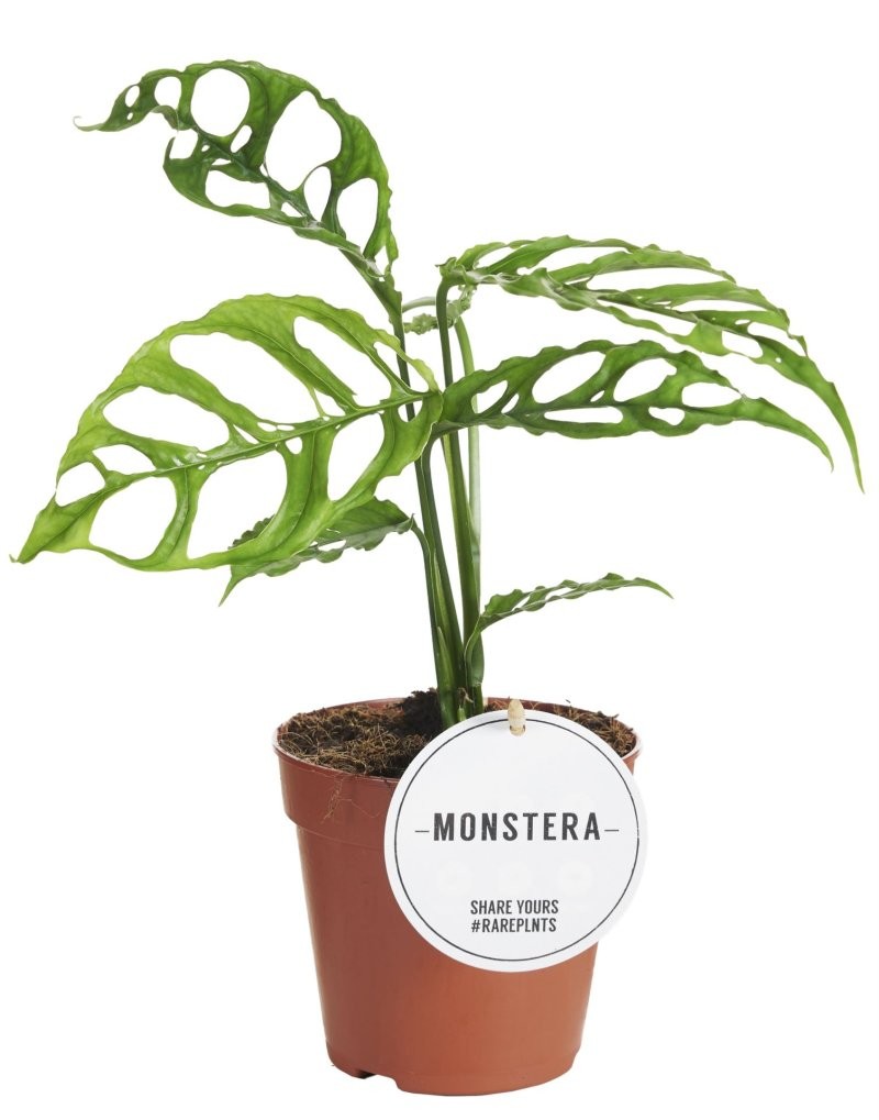 MONSTERA OBLIQUA  M12 25cm PERU