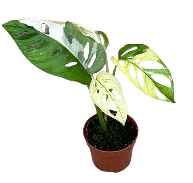MONSTERA OBLIQUA  M11 15cm MONKEY LEAF Variegada