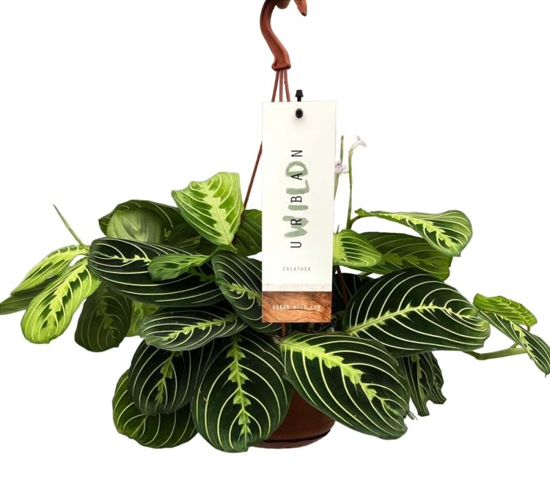 MARANTA LEUCONEURA M15 Lemon Lime Colgar