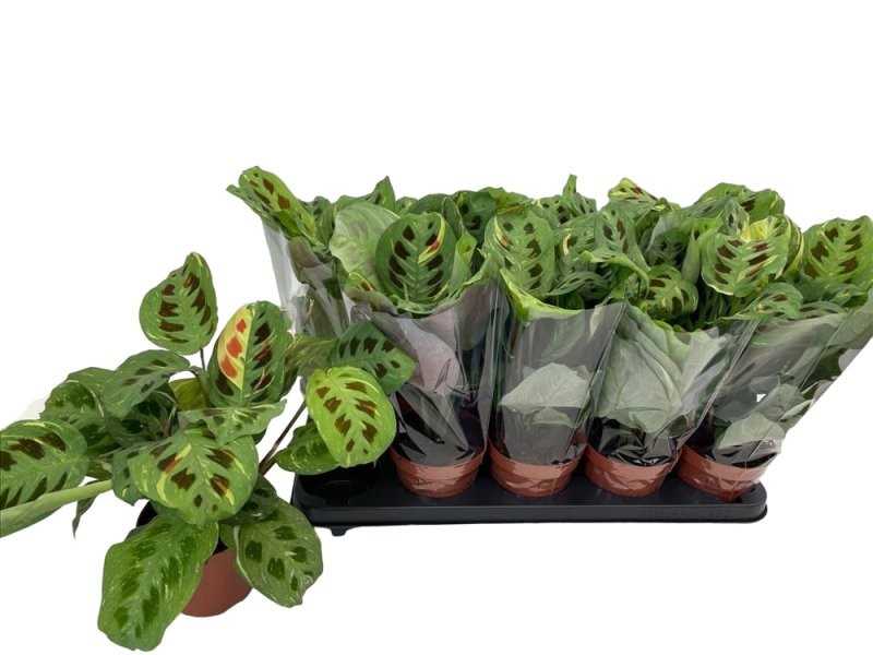 MARANTA LEUCONEURA M12 Fiesta