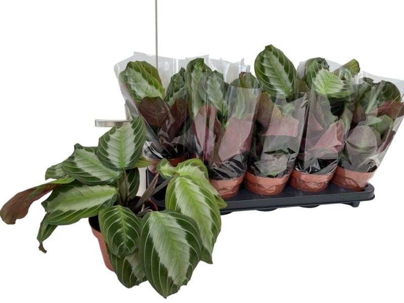 MARANTA KERKOVIANA M12 exclusiva grey