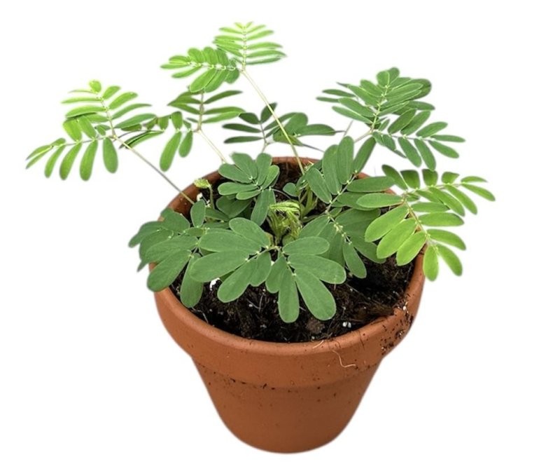 MIMOSA PUDICA M 9  (SENSITIVA)
