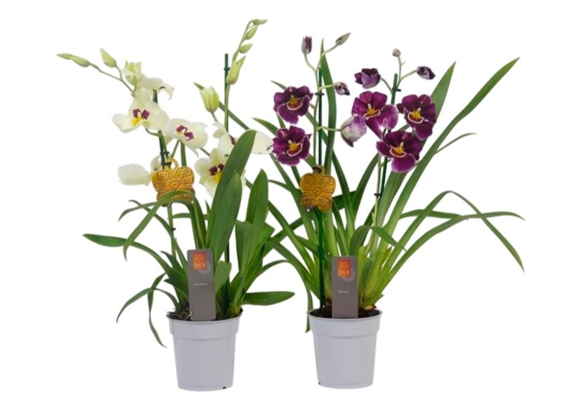 MILTONIA  M12-50cm orquidia  2 vares