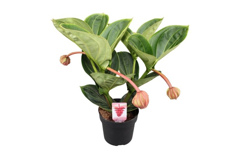 MEDINILLA MAGNIFICA LAMBADA M14-45cm. 2 flors