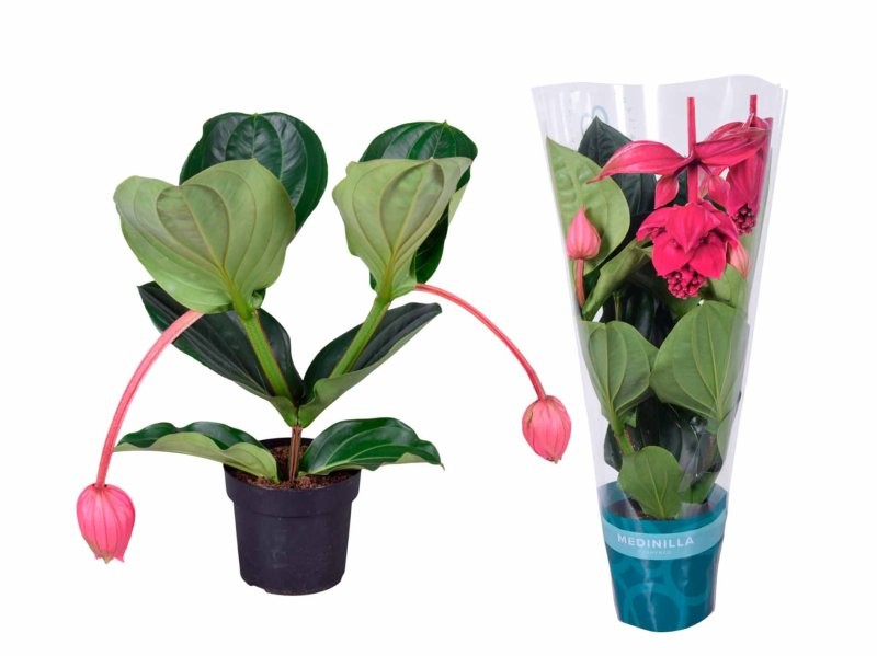 MEDINILLA MAGNIFICA FLAMENCO M17-55cm. 3 flors