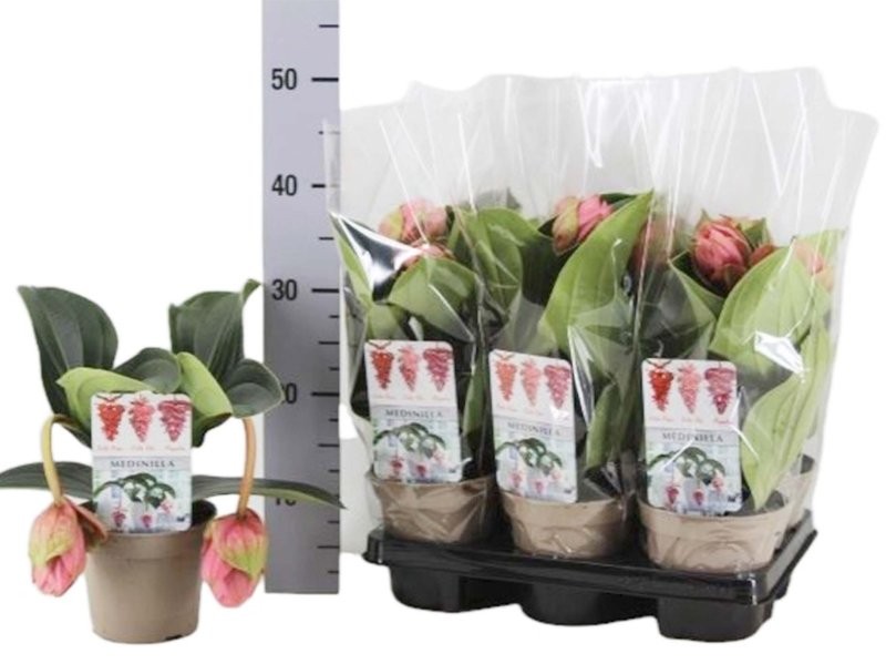 MEDINILLA MAGNIFICA CANDY M14-30cm.