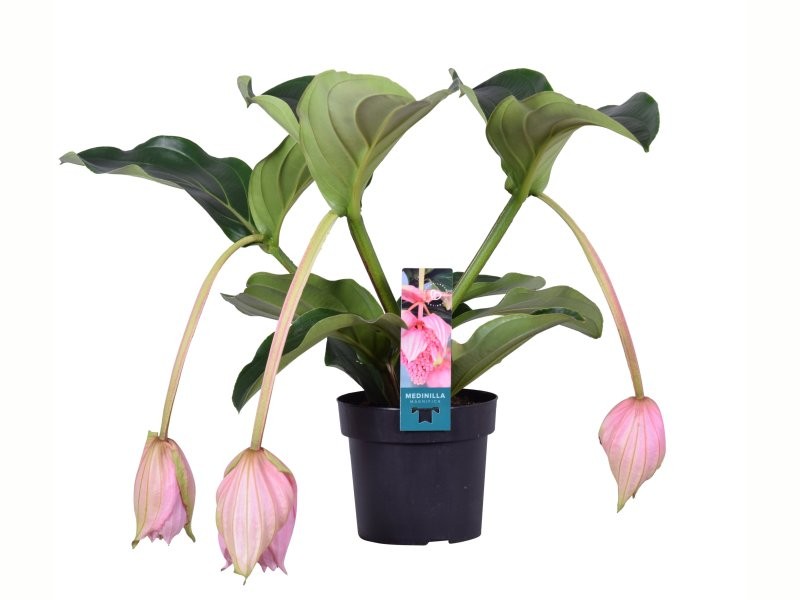 MEDINILLA MAGNIFICA  M17 3-flors