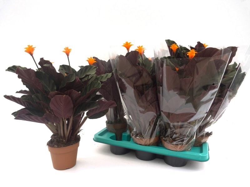 MARANTA CROCATA M14 3+ flors