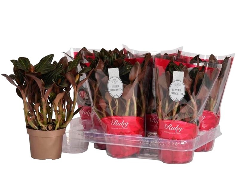 LUDISIA DISCOLOR M12