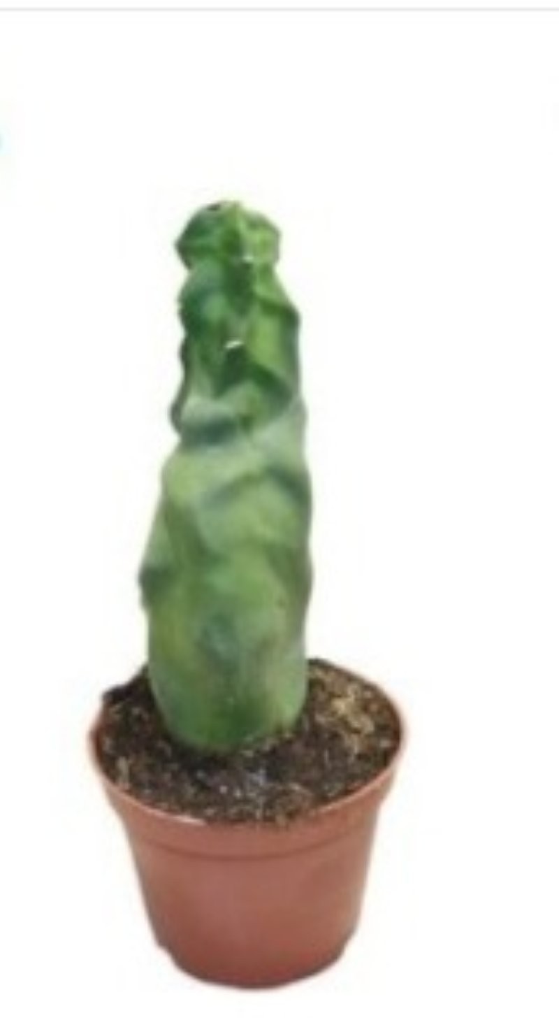 LOPHOCEREUS SCHOTTI MOSTRUOSA M13 H20
