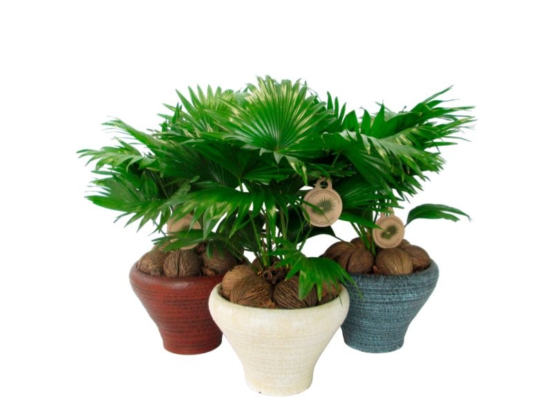 LIVISTONIA  M26 AUSTRALIS ceramica