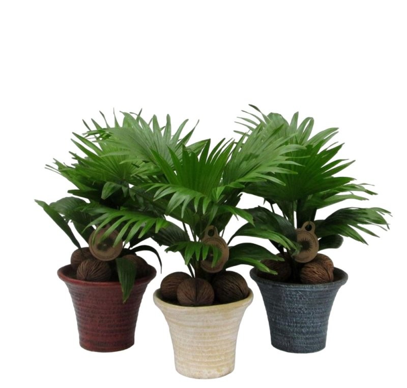 LIVISTONIA  M19 AUSTRALIS tarrina ceramica