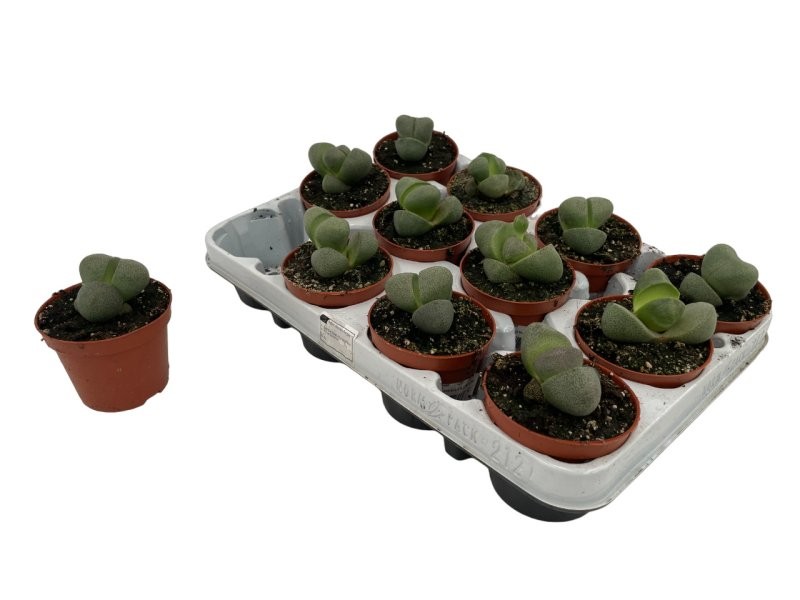 LITHOPS MIX M 9 (preu unitat)