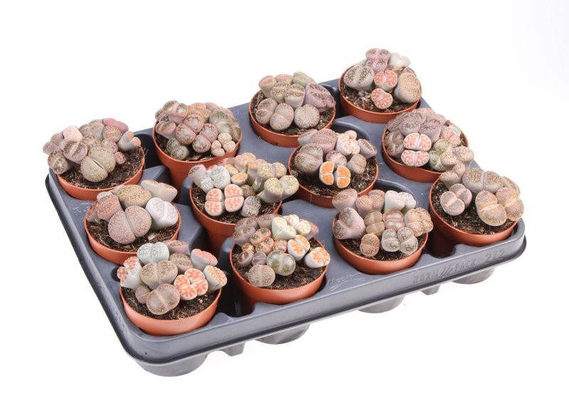 LITHOPS MIX M 8  GRUP