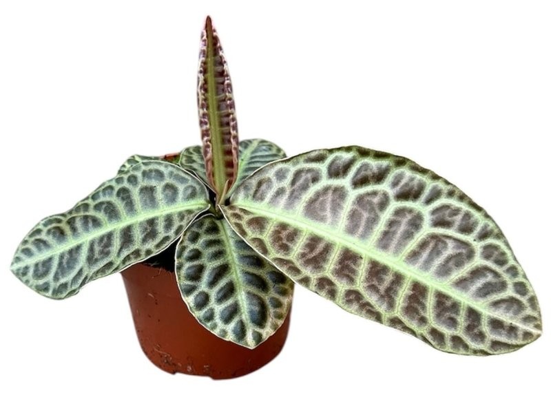 LABISIA TURTLE BACK M11 H15