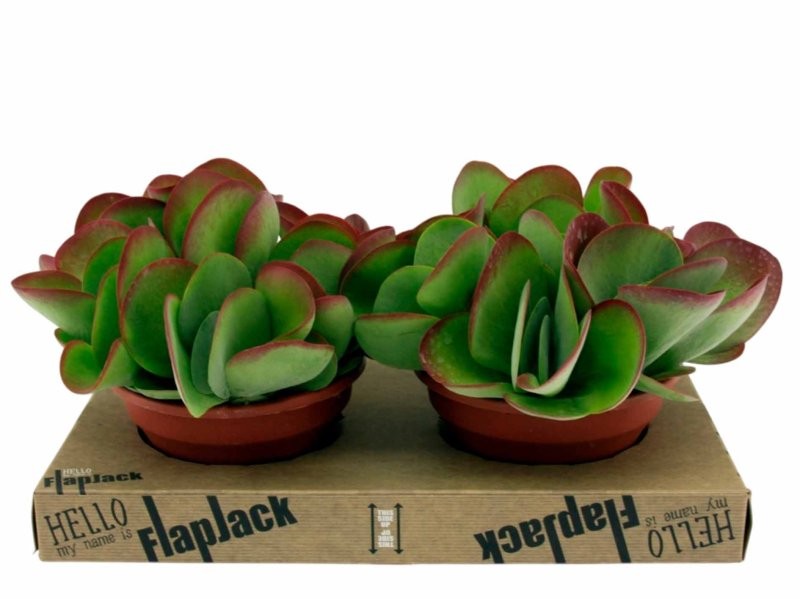 KALANCHOE THYRSI FLORA M22 red lips