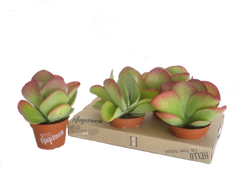 KALANCHOE THIRSI FLORA M15 red lips