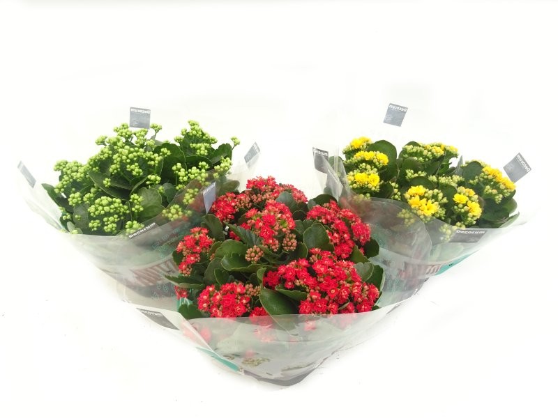 KALANCHOE  TARRINA 23  flor doble CALANDIVA