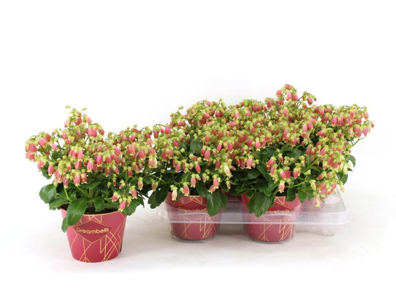 KALANCHOE DREAM BELLS M14