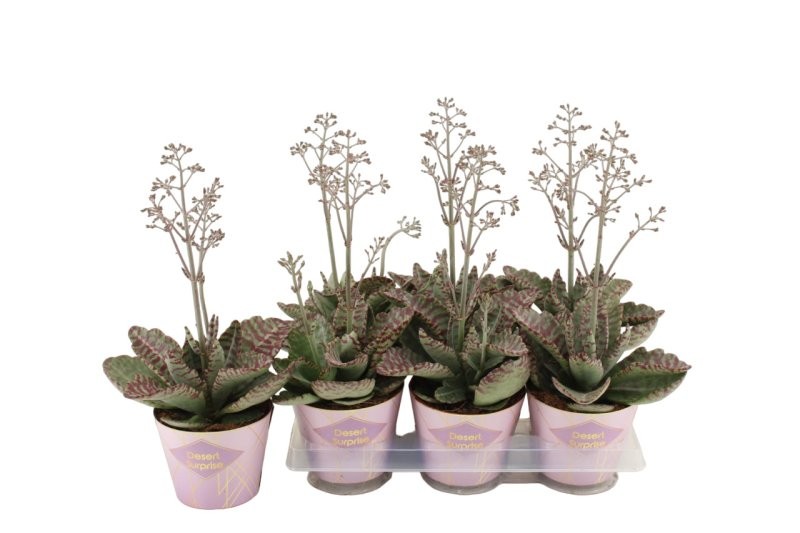 KALANCHOE BOTANIC  M14