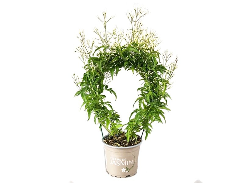 JASMINUM POLYANTHUM M12 ARC