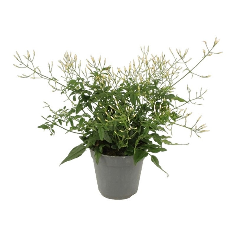 JASMINUM POLYANTHUM M12 ARBUSTIU