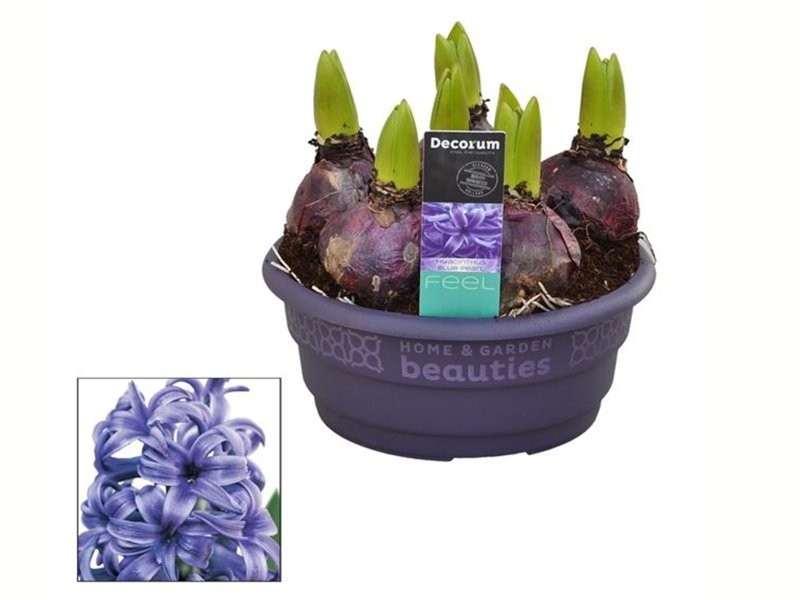 JACINTHUS  M16 TARRRINA 5 bulbs