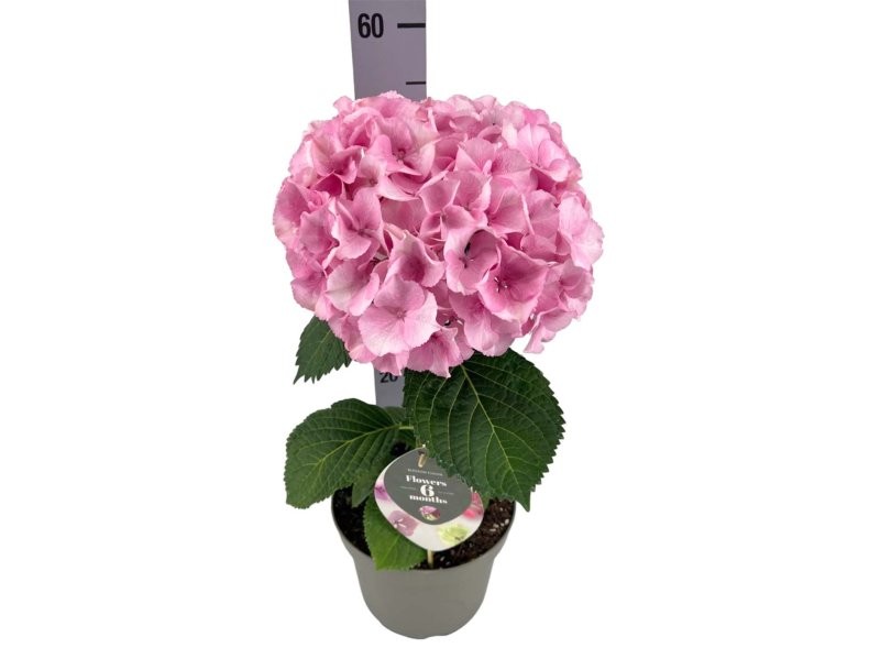 HYDRANGEA MACR. FUSION FUSION PINK M21 H50
