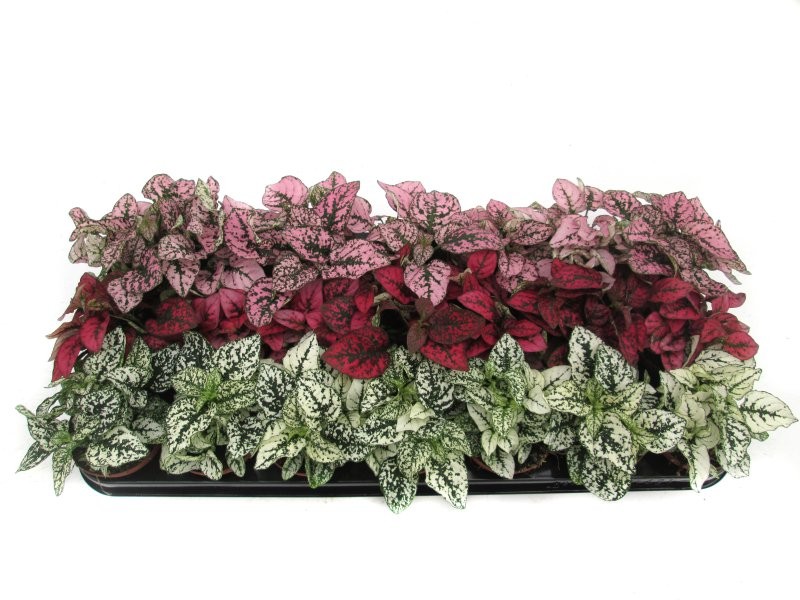 HYPOESTES  M 9 mix