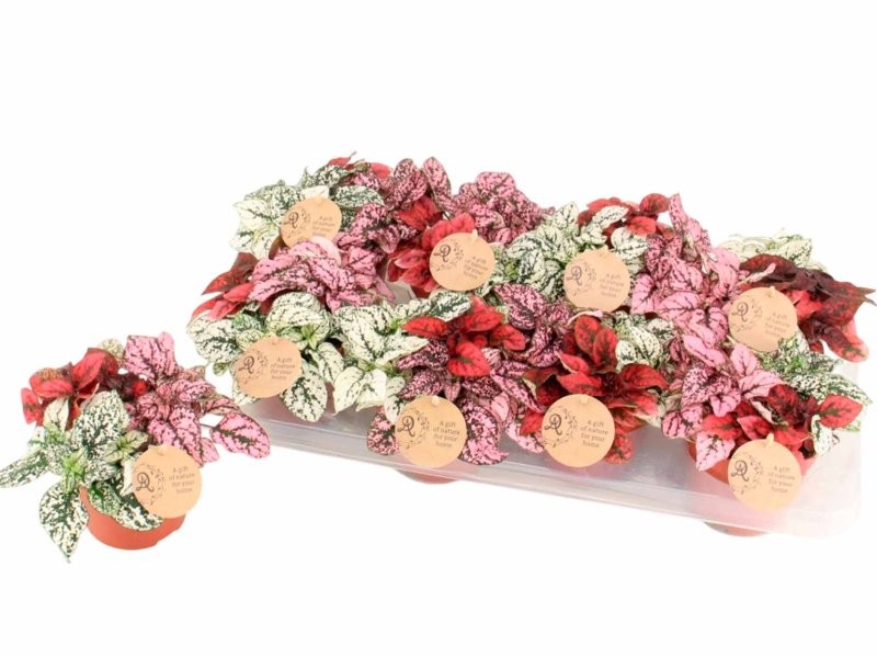 HYPOESTES  M12  Tricolor