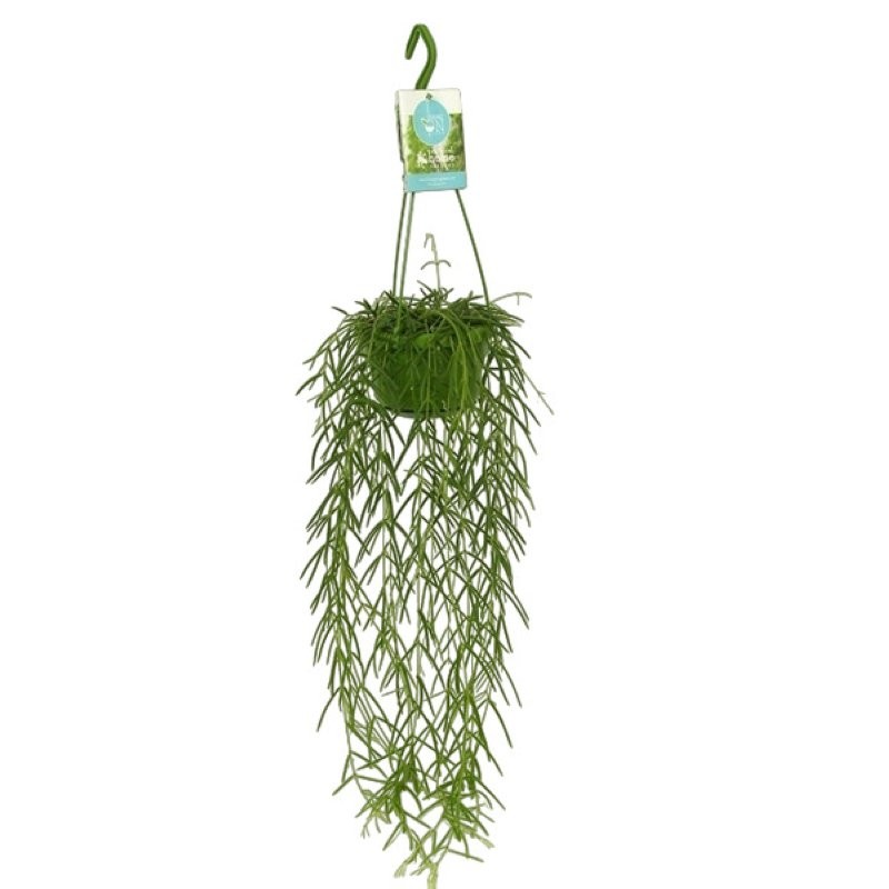 HOYA LINEARIS  M14  H60