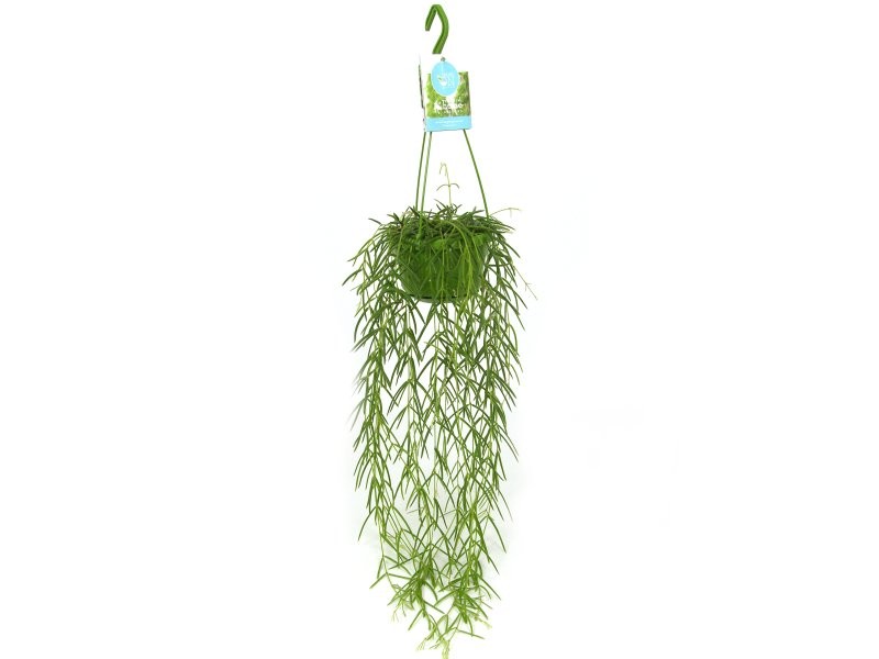 HOYA LINEARIS  M12  H85