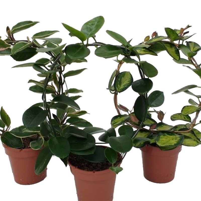 HOYA CARNOSA, ARCO  M12