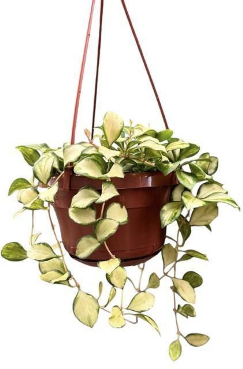 HOYA HEUSCHKELIANA VARIEGATA M14 PENJAR