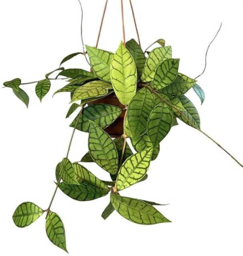 HOYA CALLISTOPHYLLA M15 penjar