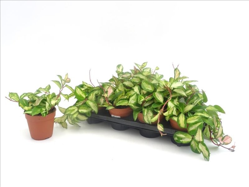 HOYA  CARNOSA MIX  M12