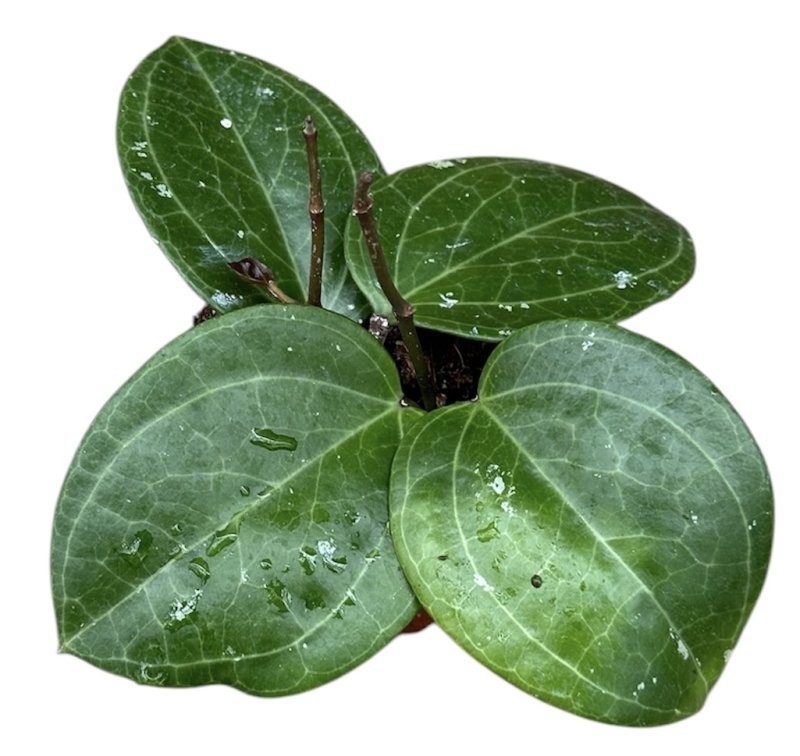 HOYA SARAWAK CREAM M11