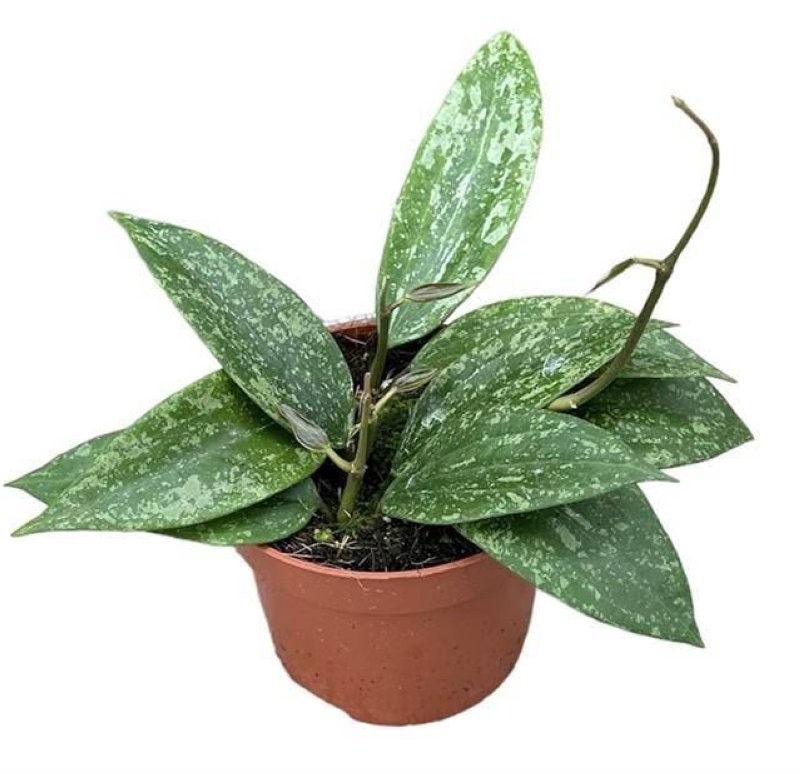 HOYA RANGSANG M10 penjar