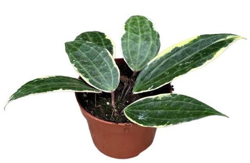 HOYA MACROPHYLLA M10