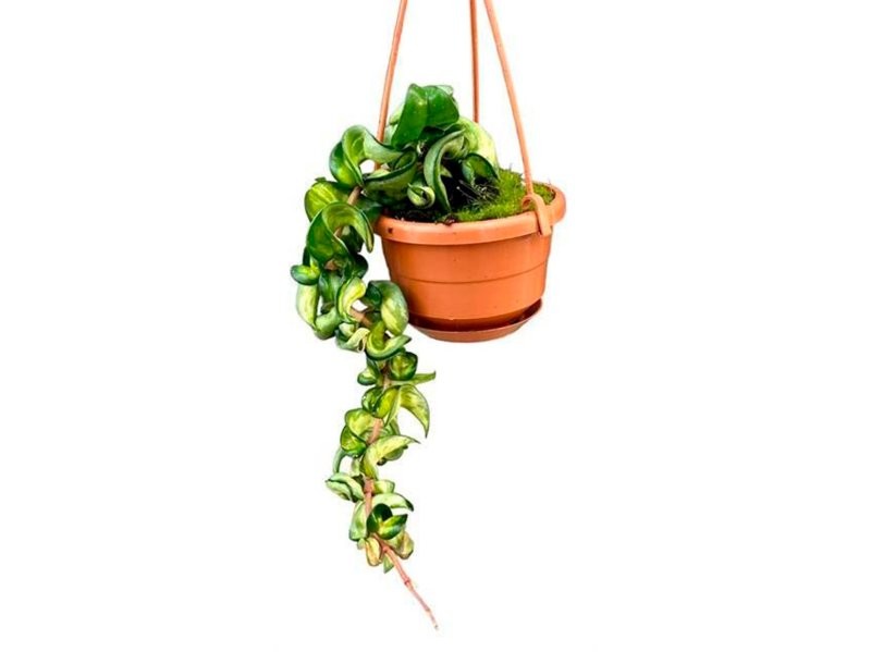 HOYA COMPACTA NAULA M10 penjar