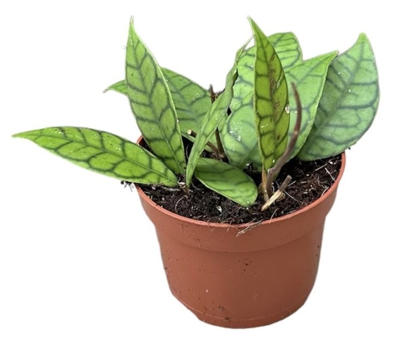 HOYA CALLISTOPHYLLA M10