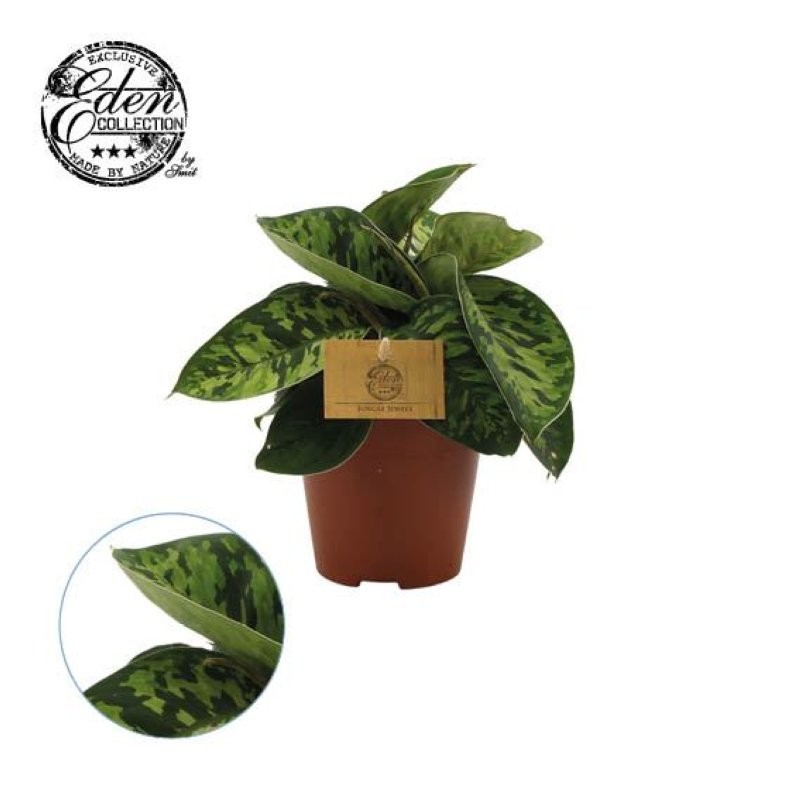 HOMALOMENA CAMOUFLAGE M12 H20