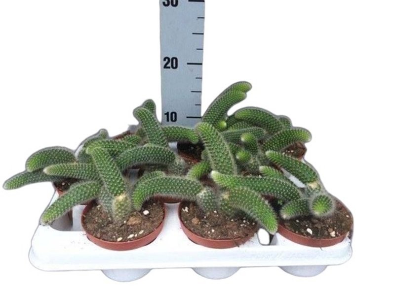 HILDEWINTERA COLADEMONIS M11 cactus cola de mono