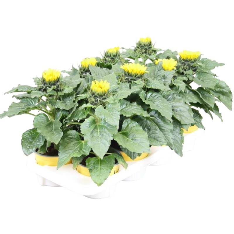 HELIANTHUS ANNUS D13 Sunsation
