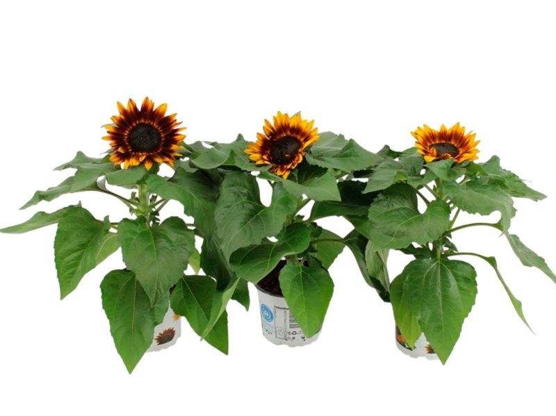 HELIANTHUS ANNUS D12 Tiger Eye
